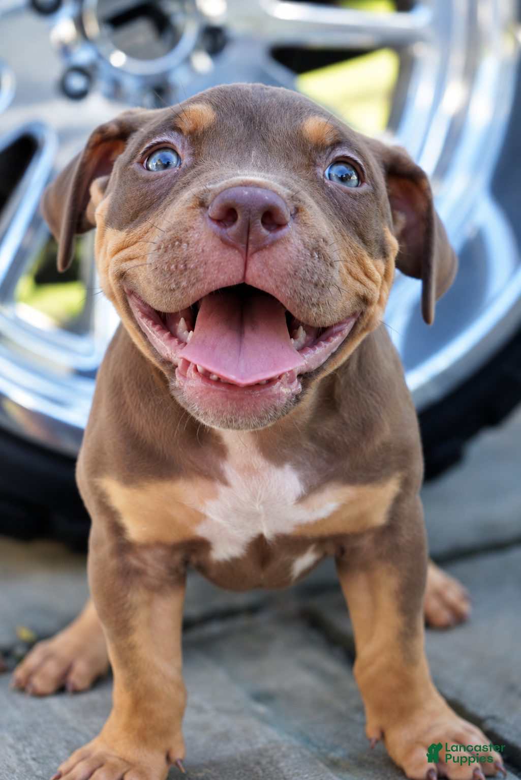 American Bully dogs American Bully 1 - Ad 2