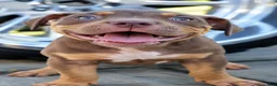 American Bully dogs for sale: American Bully 1 - Ad 2