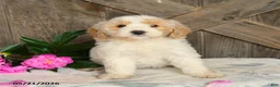 Mini Goldendoodle dogs for sale: Jasmine - Ad 3