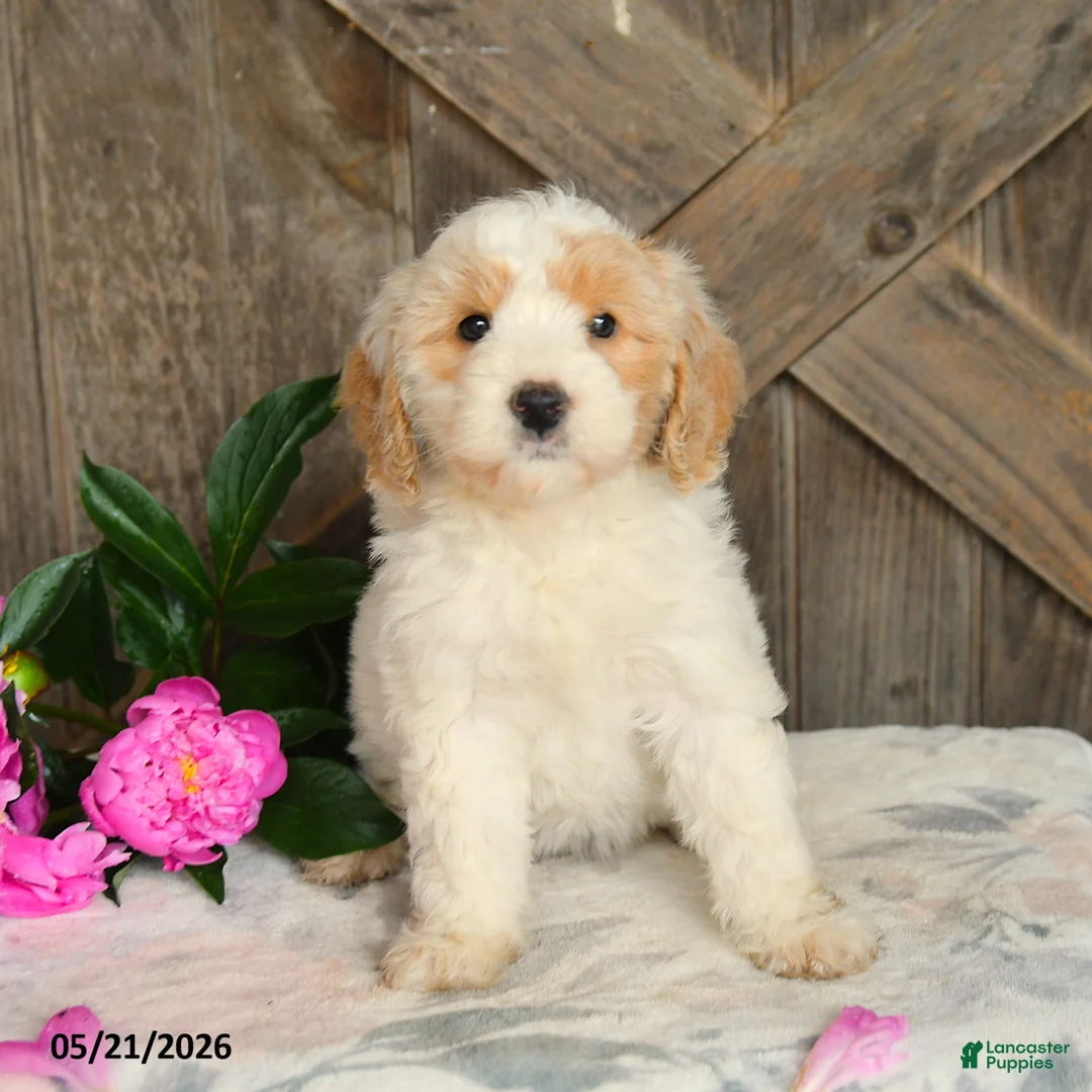 Mini Goldendoodle dogs for sale: Jasmine - Ad 3