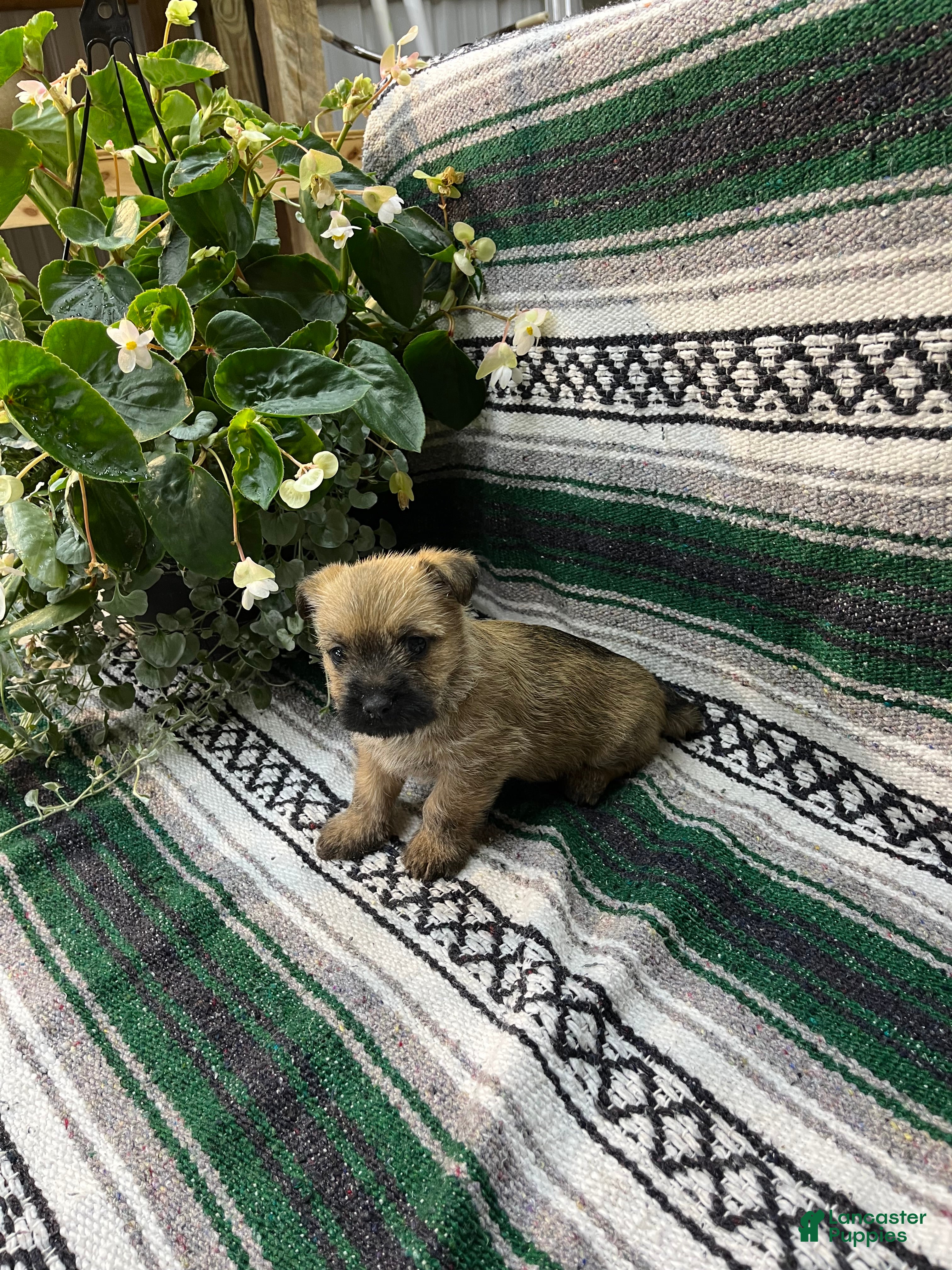 Cairn Terrier dogs Molly - Ad 2