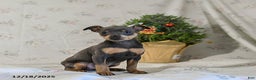 Miniature Pinscher dogs for sale: Daisy - Ad 5