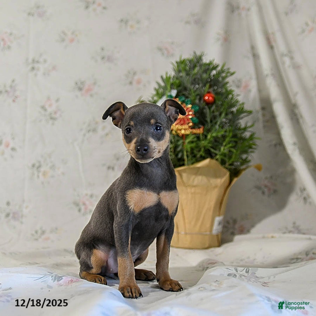 Miniature Pinscher dogs for sale: Daisy - Ad 5