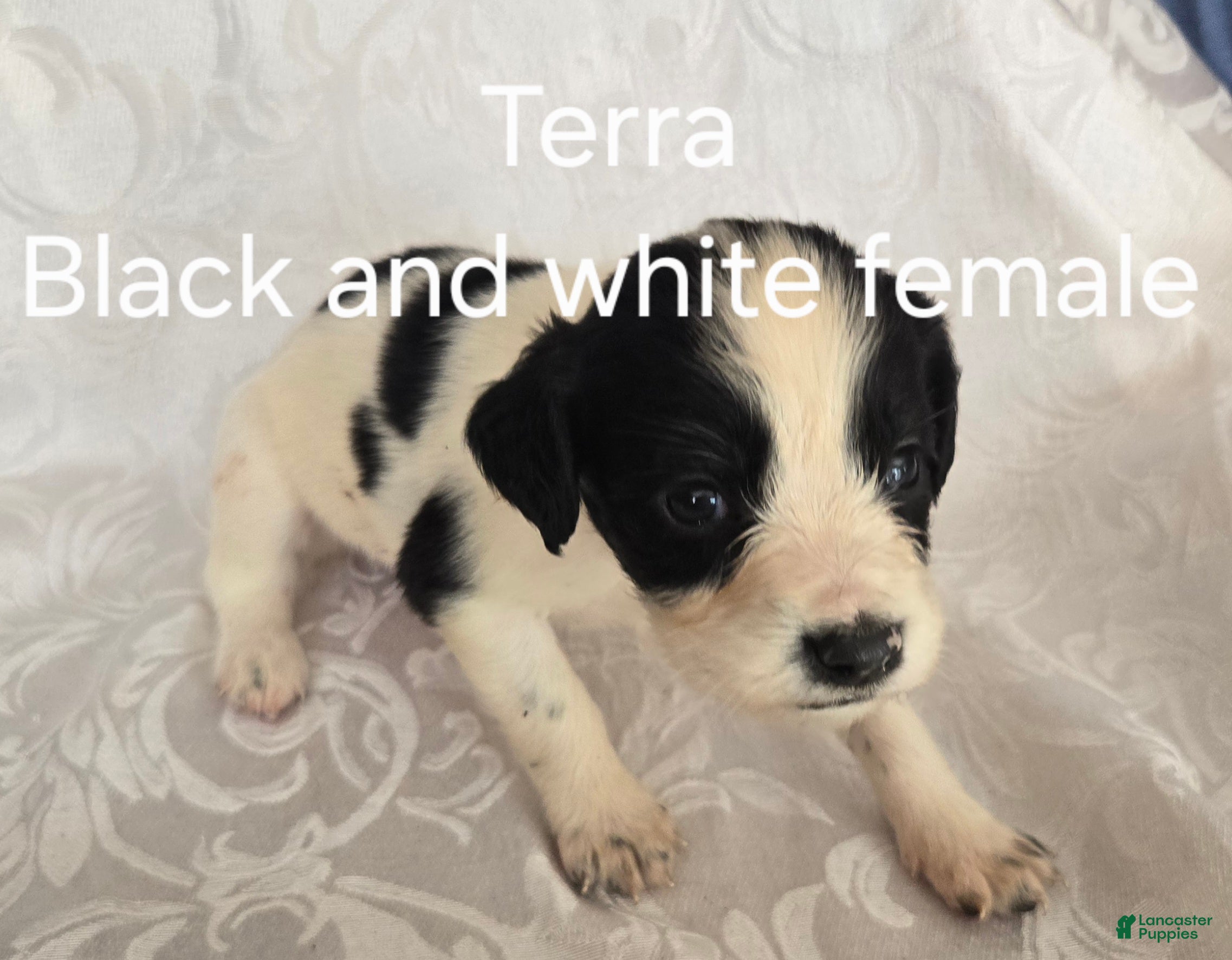 English Springer Spaniel dogs Terra - Ad 1