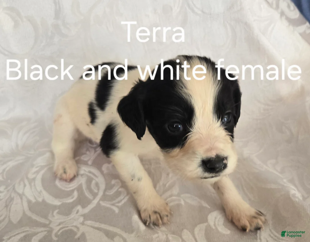 English Springer Spaniel dogs for sale: Terra - Ad 1