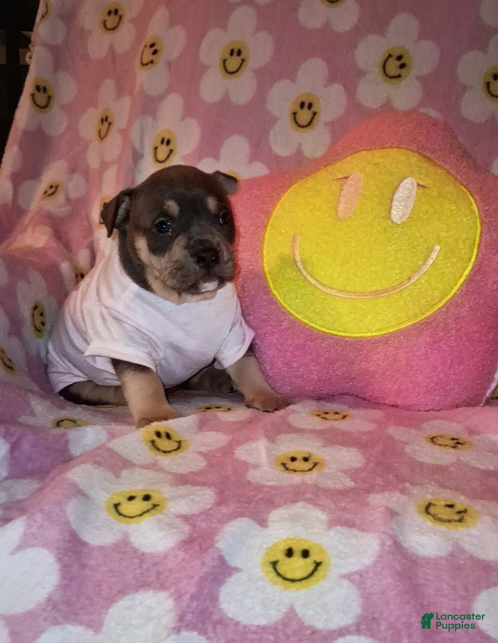 American Bully dogs American Bully Puppy 3 - Ad 1
