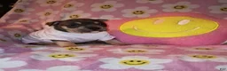 American Bully dogs for sale: American Bully Puppy 3 - Ad 1