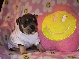 American Bully dogs for sale: American Bully Puppy 3 - Ad 2