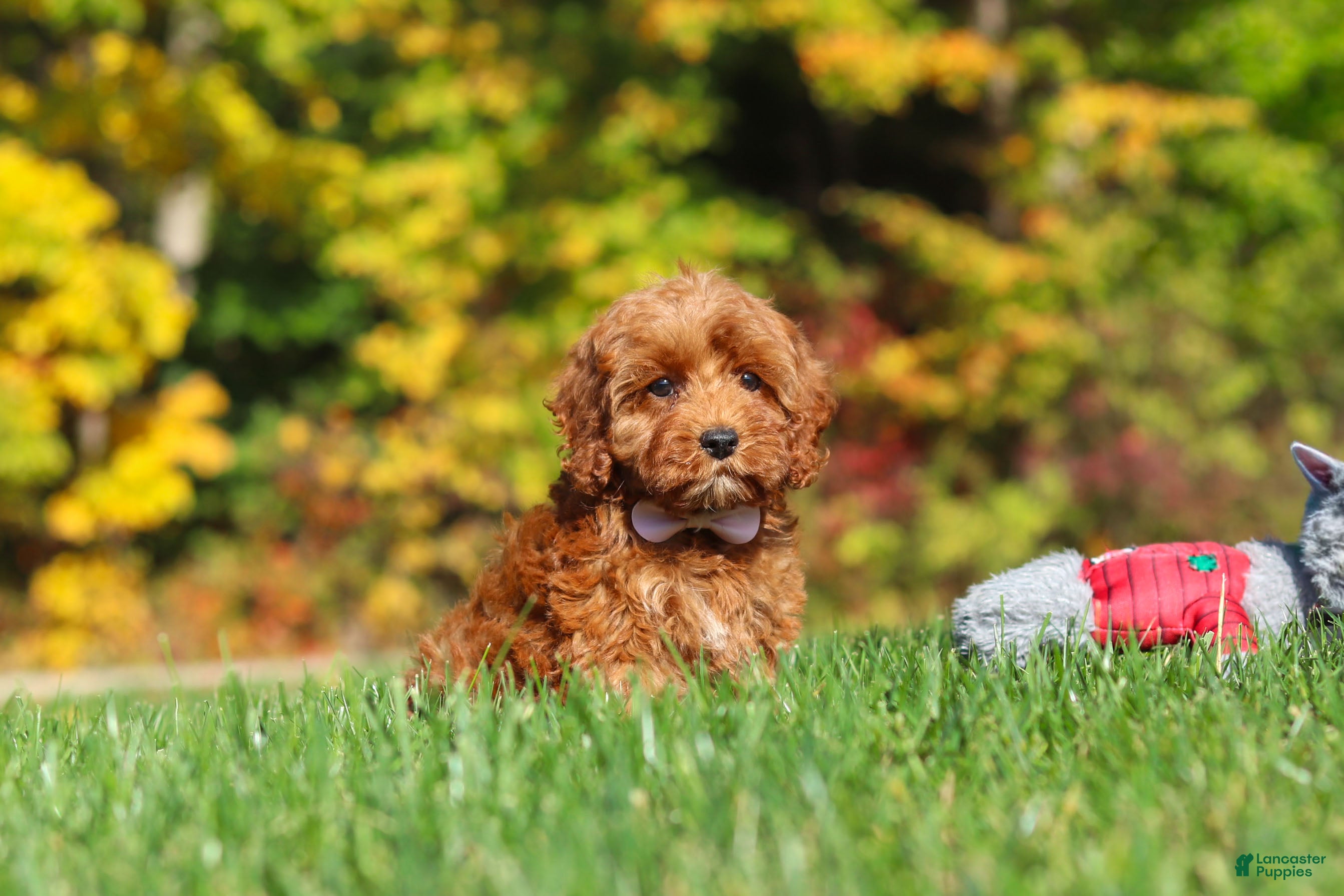 Cockapoo dogs Goldie - Ad 1