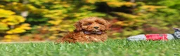 Cockapoo dogs for sale: Goldie - Ad 1