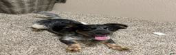 Mixed Breed dogs for sale: Cookie - Ad 2