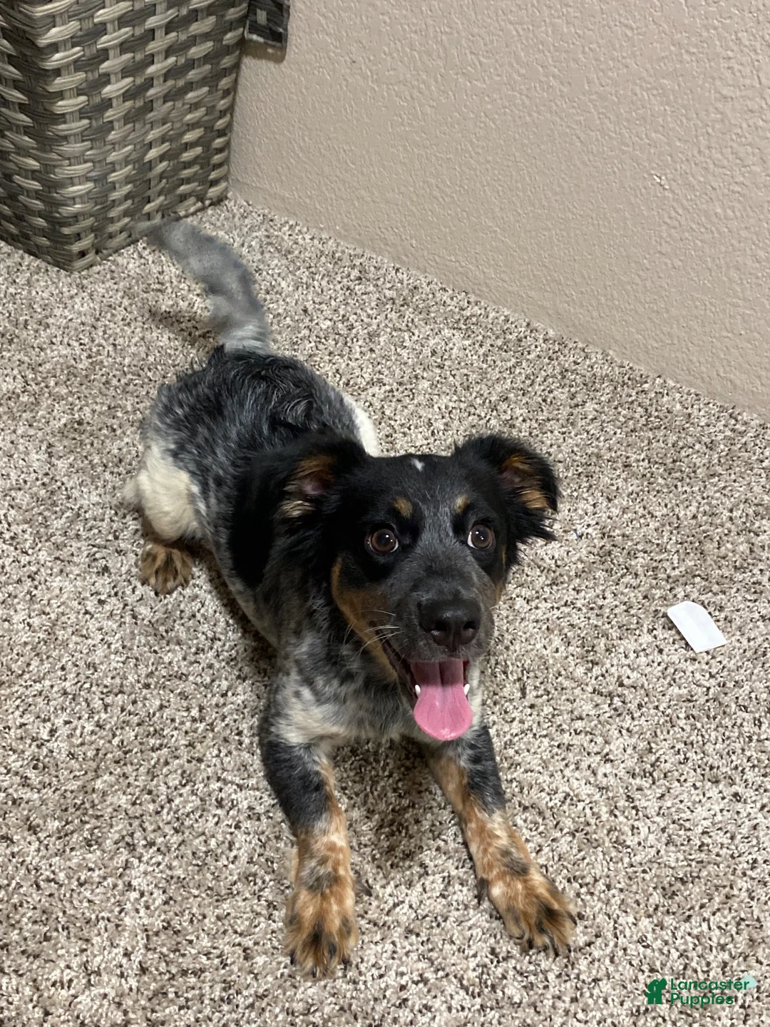 Mixed Breed dogs for sale: Cookie - Ad 2