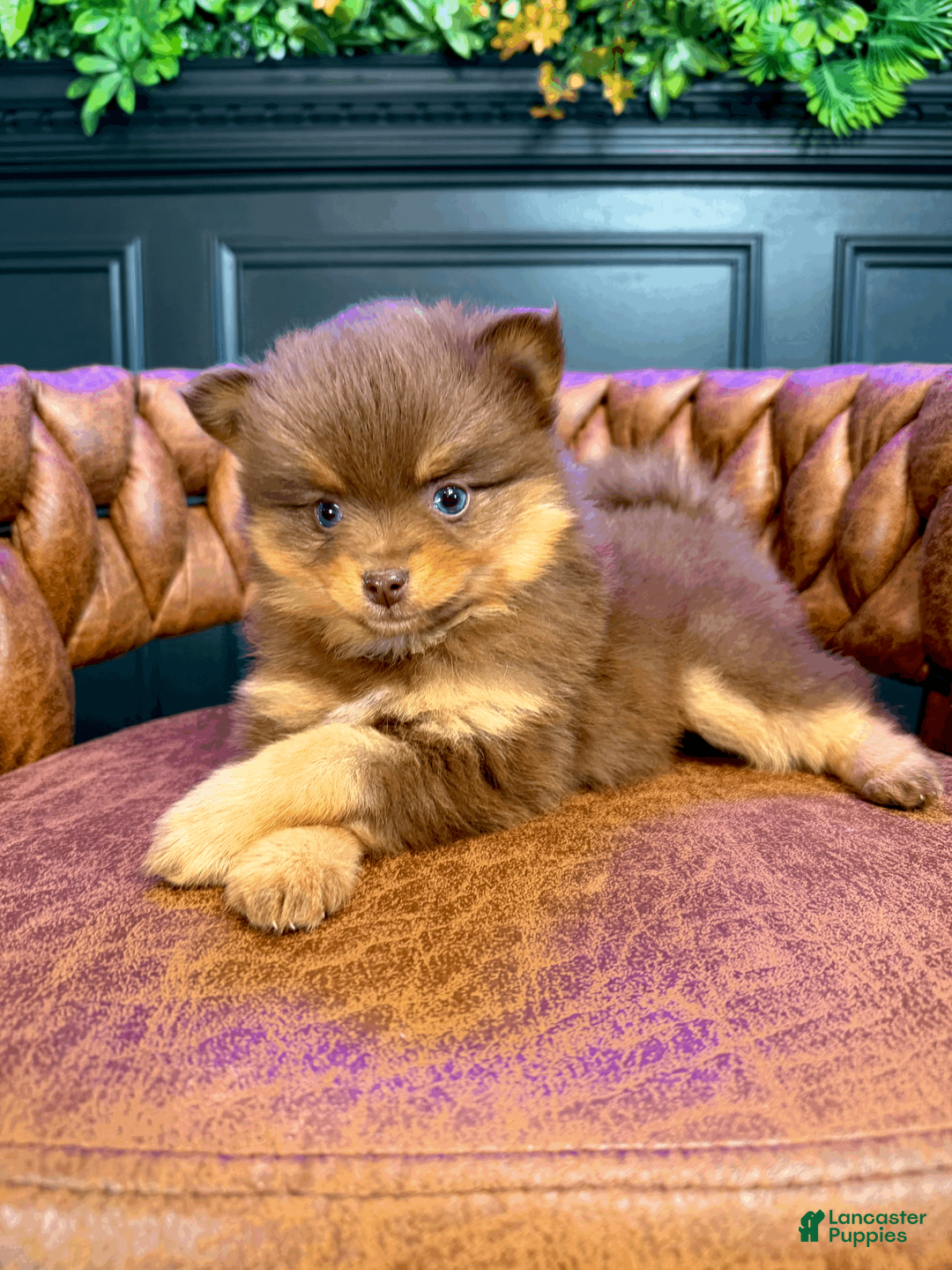 Pomsky dogs for sale: Heidi Jr. - Ad 2