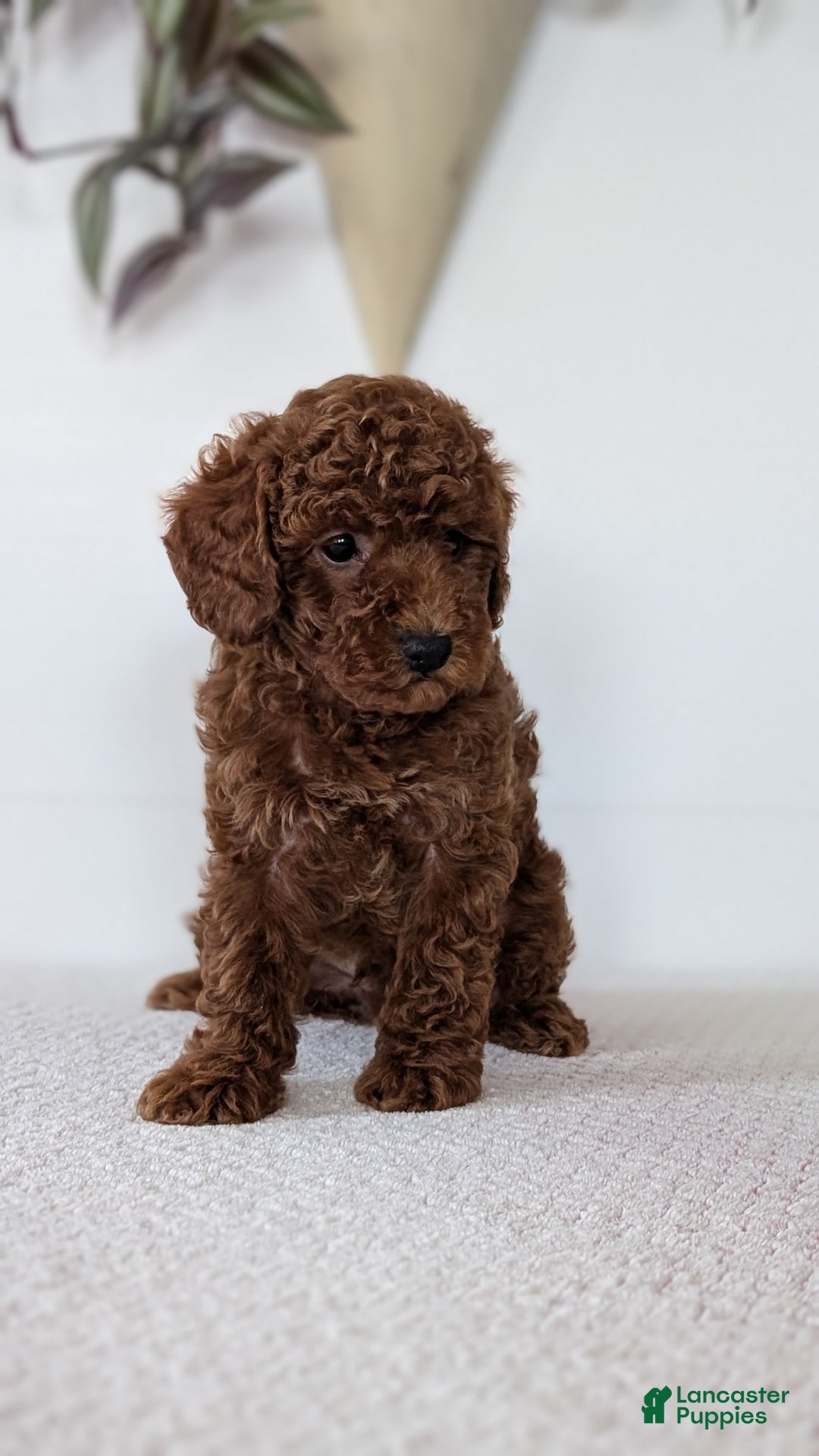 Toy Poodle dogs for sale: Carter - Ad 2