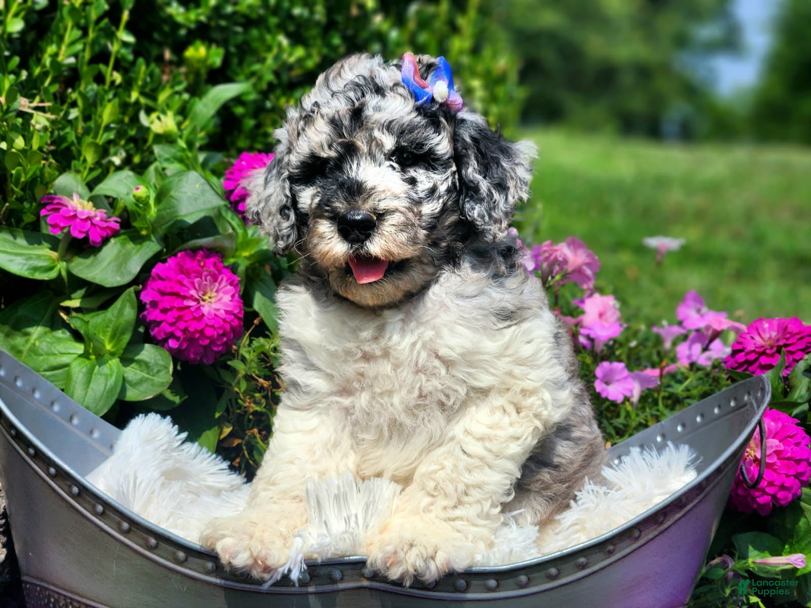Standard Poodle dogs Larkspur - Ad 2