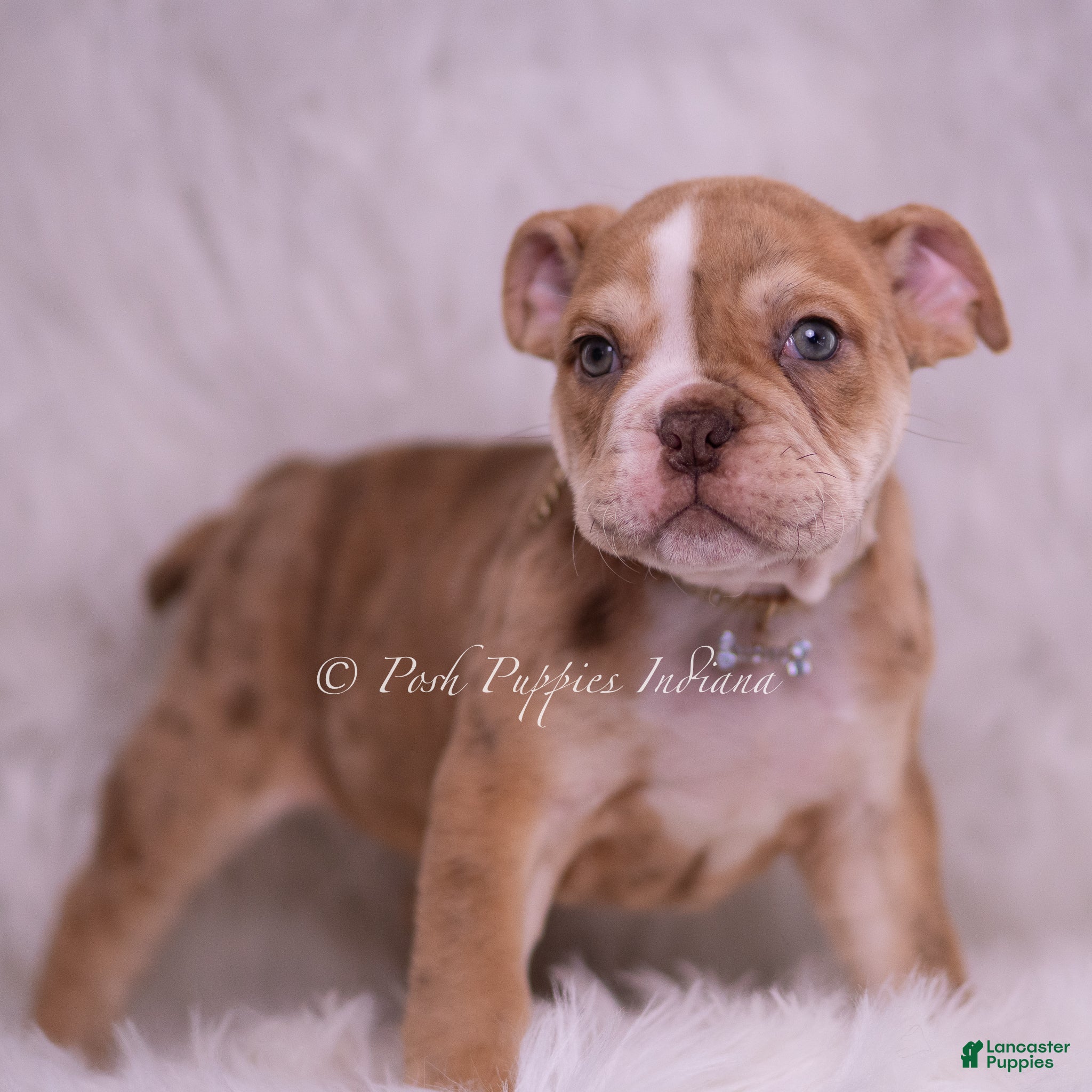 English Bulldog dogs Jinko - Ad 2