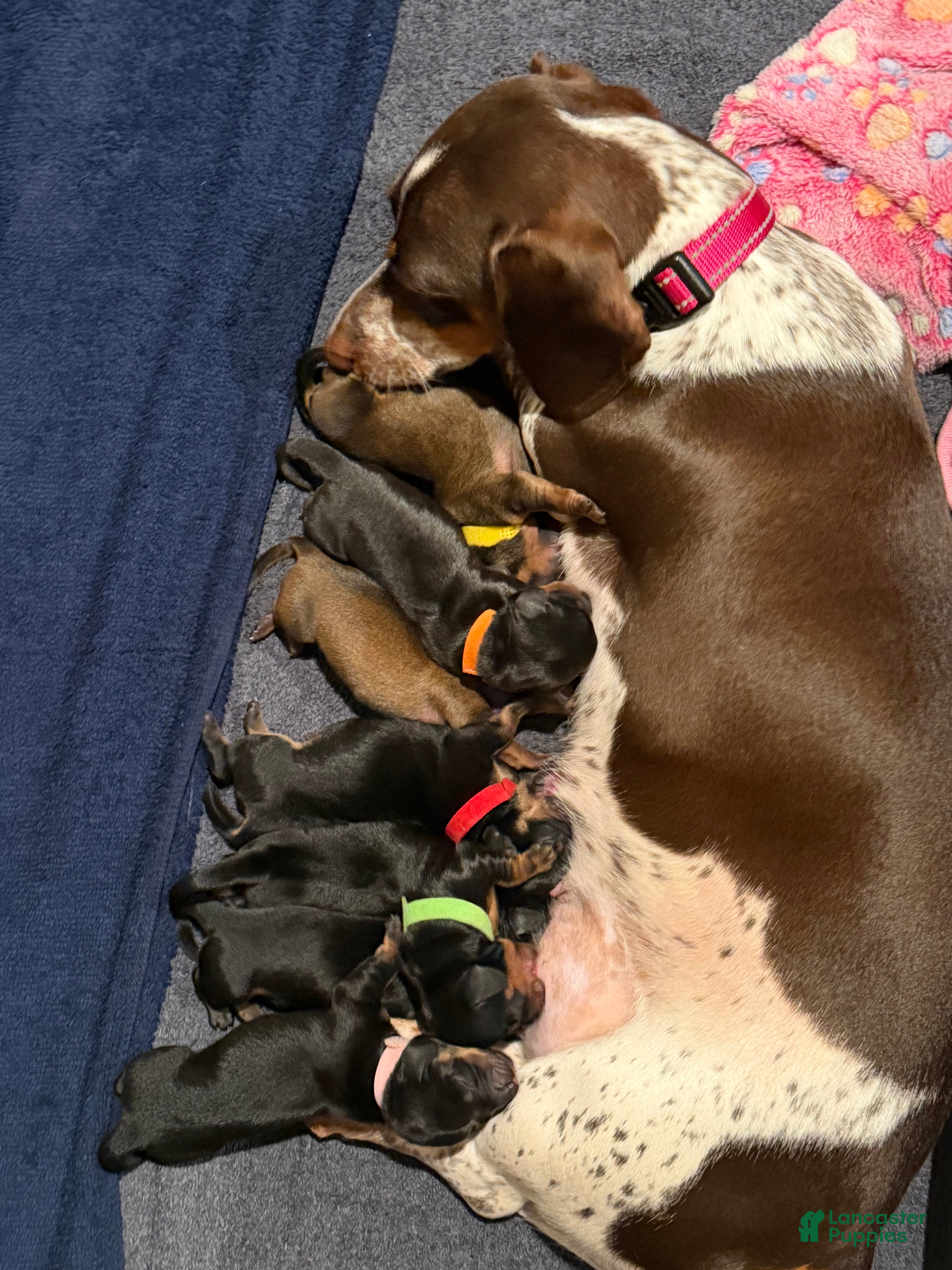 Dachshund dogs Dachshund 2 - Ad 30