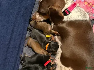 Dachshund dogs Dachshund 2 - Ad 9