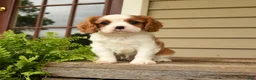 Cavalier King Charles Spaniel dogs for sale: Snuggles   - Ad 3
