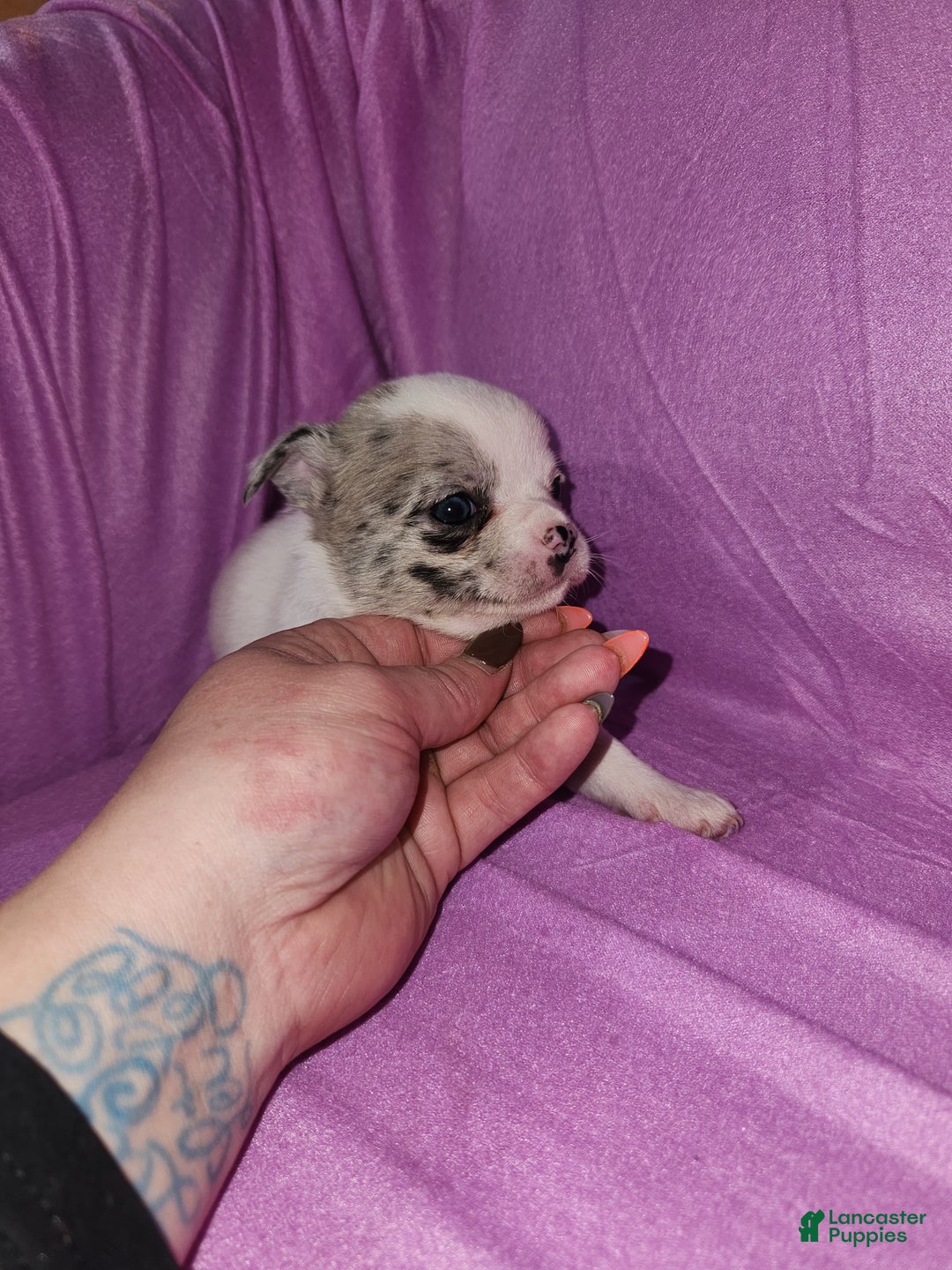 Chihuahua dogs for sale: Annies Female 2 - Ad 2