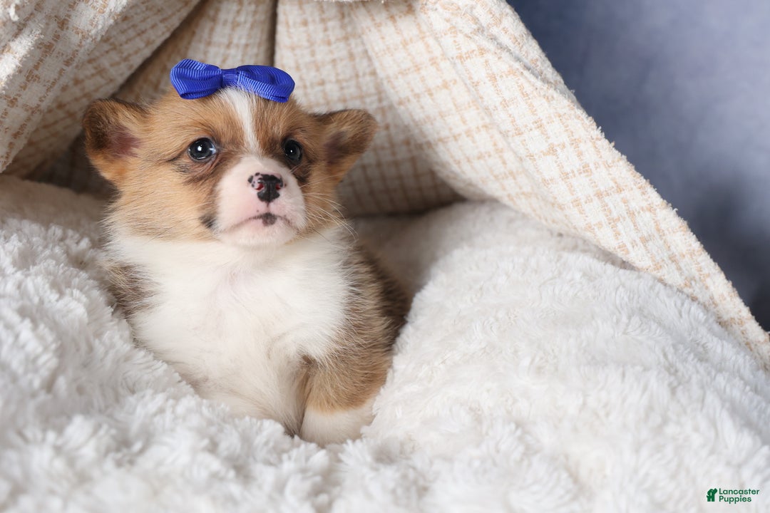 Welsh Corgi Pembroke dogs for sale: BO - Ad 10