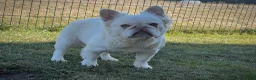 French Bulldog dogs for sale: Pash Blue Fluffy Female French Bulldog Puppy - Ad 2