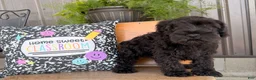 Miniature Schnauzer dogs for sale: Thelma Miniature Schnauzer  - Ad 3