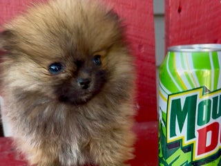 Pomeranian dogs - Ad 5