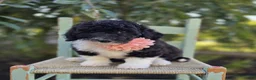 Sheepadoodle dogs for sale: Harper - Ad 4