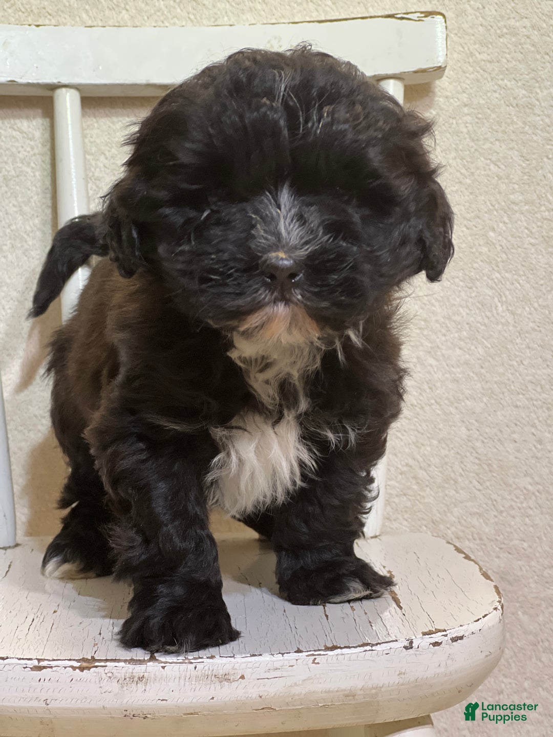 Shihpoo dogs for sale: Lemon - Ad 2