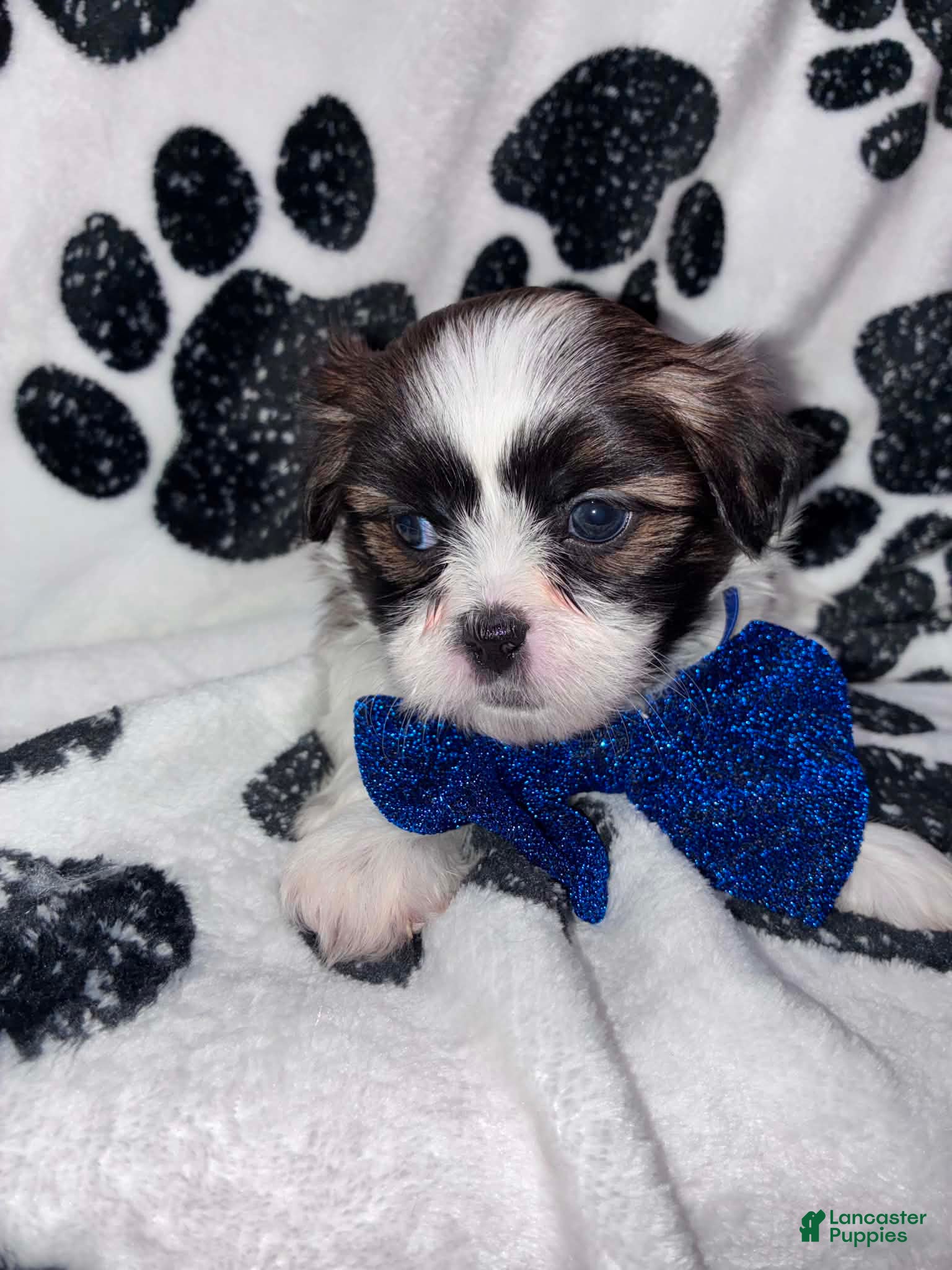 Shih Tzu dogs Nutmeg - Ad 1