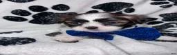 Shih Tzu dogs for sale: Nutmeg - Ad 9