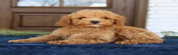 Mini Goldendoodle dogs for sale: Gavin  - Ad 3