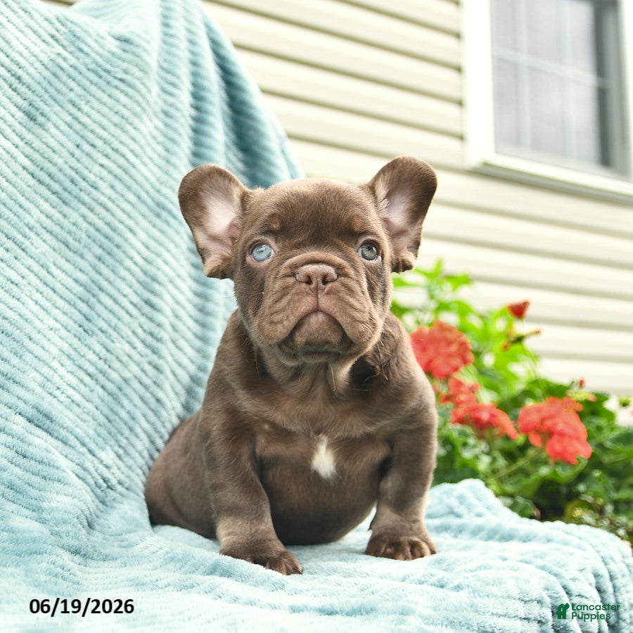 French Bulldog dogs Reese - Ad 2
