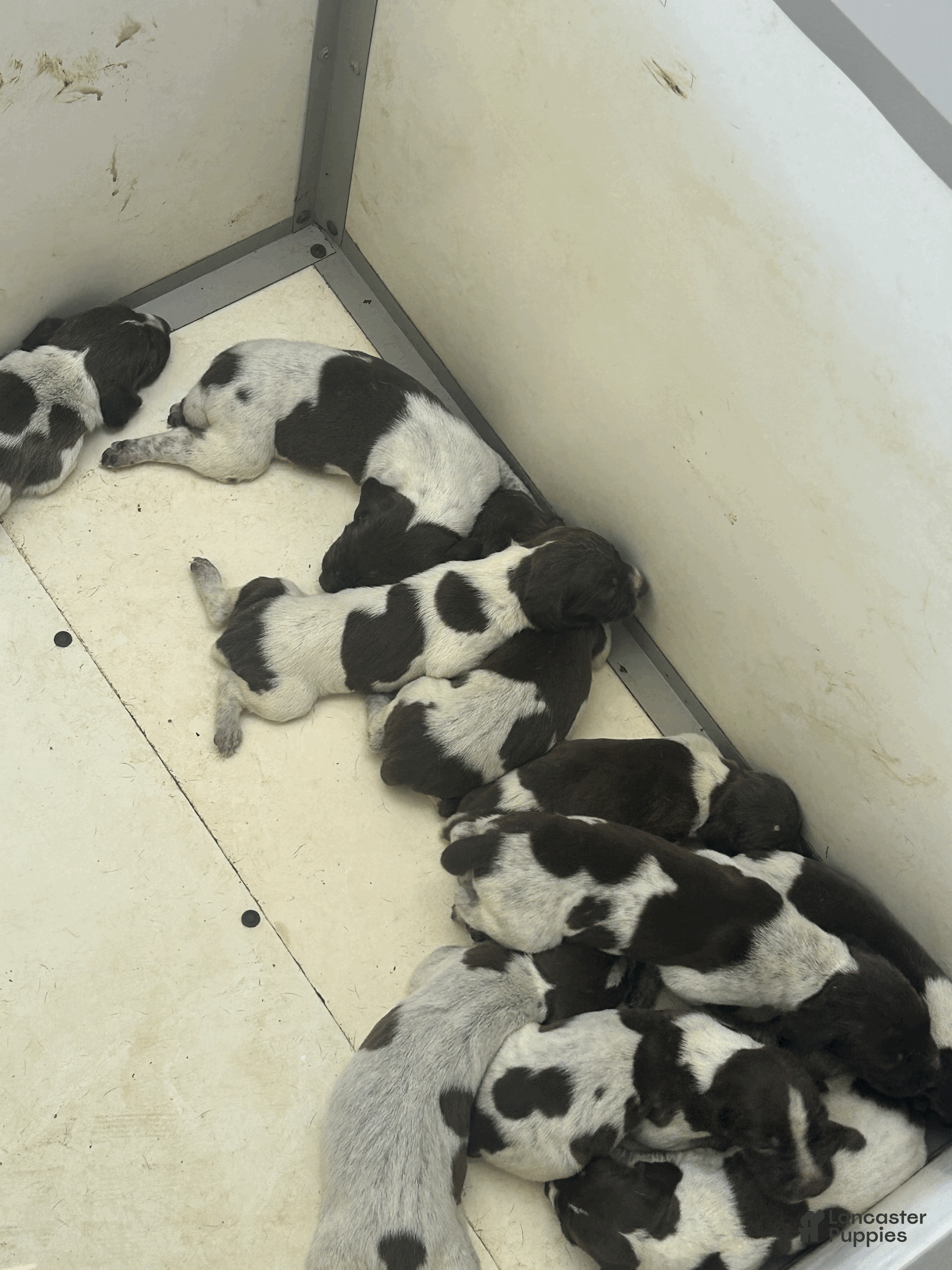 German Shorthaired Pointer dogs German Shorthaired Pointer 2 - Ad 14