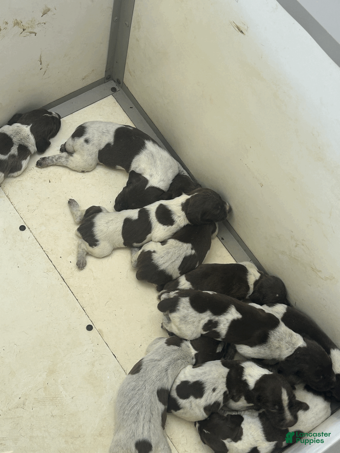 German Shorthaired Pointer dogs for sale: German Shorthaired Pointer 2 - Ad 1