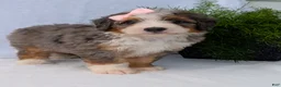 Mini Bernedoodle dogs for sale: Mini Emmie  - Ad 16