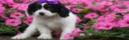 Cavapoo dogs for sale: Priscilla🌸 - Ad 15