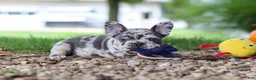 French Bulldog dogs for sale: Hayden - Ad 10