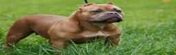 American Bully dogs for sale: sonya - Ad 5