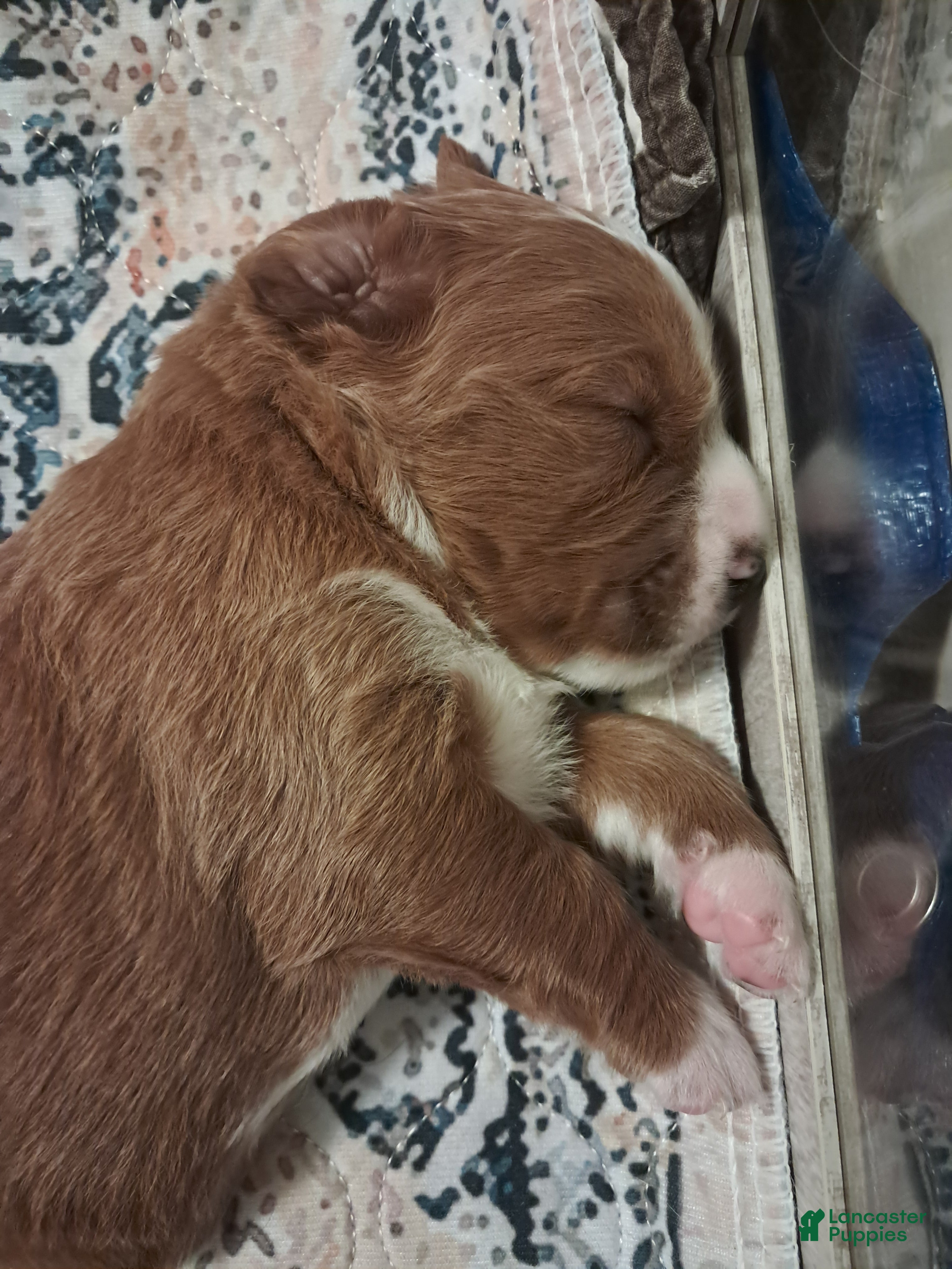 Double Doodle dogs Esther - Ad 1