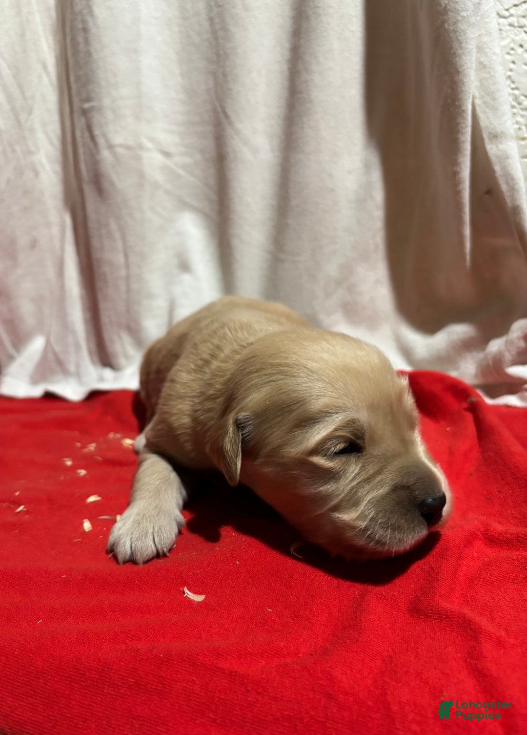 Golden Retriever dogs for sale: Pink - Ad 1