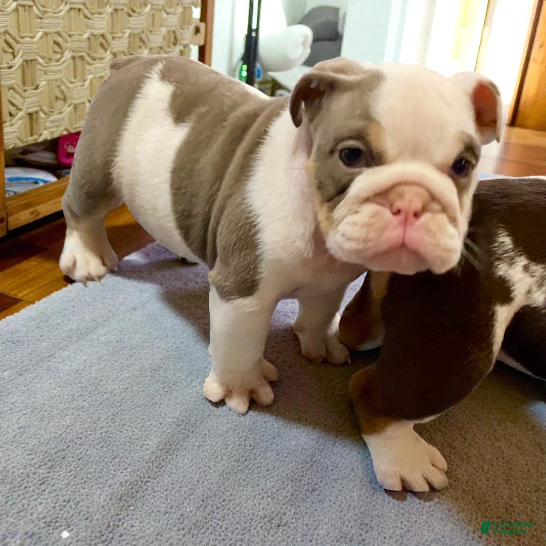 English Bulldog dogs for sale: Romeo - Ad 6