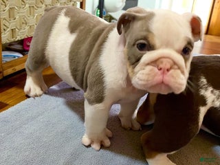 English Bulldog dogs Romeo - Ad 1