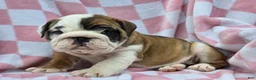 English Bulldog dogs for sale: Mocha - Ad 7