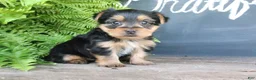 Morkie dogs for sale: Cookie - Ad 5