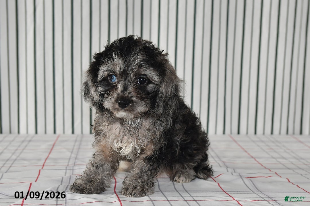 Cavapoo dogs for sale: Bobby - Ad 2