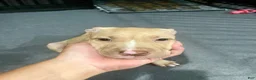 American Pit Bull Terrier dogs for sale: Bambi (UKC and ADBA) - Ad 2