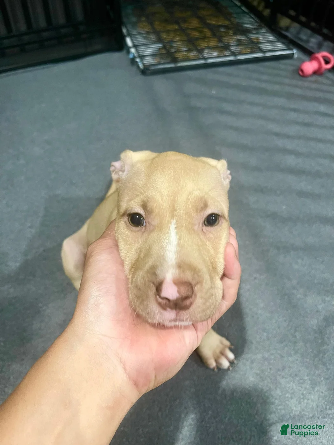 American Pit Bull Terrier dogs for sale: Bambi (UKC and ADBA) - Ad 2