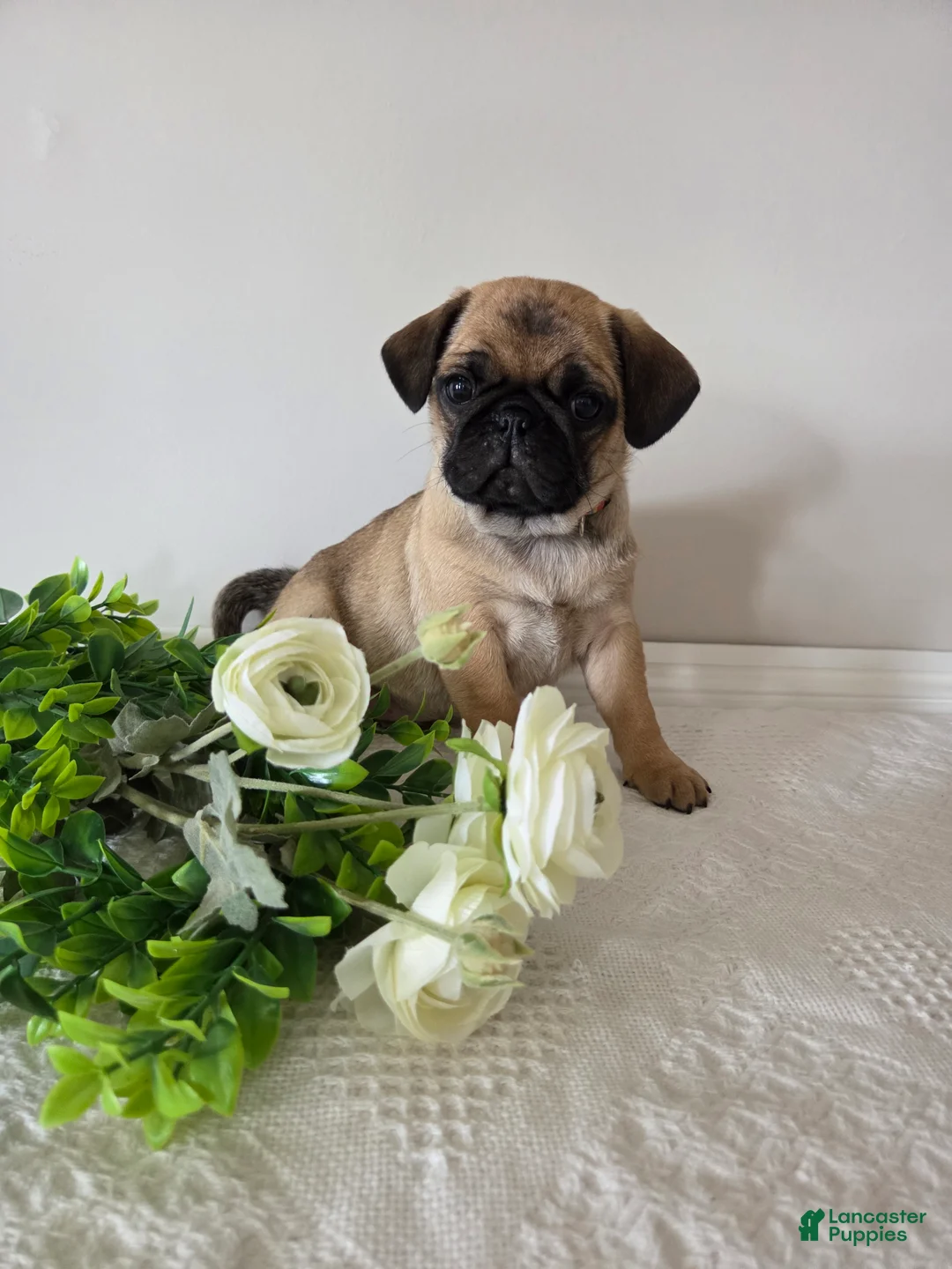 Puggle dogs for sale: Beauty - Ad 1